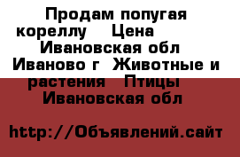 Продам попугая кореллу. › Цена ­ 3 500 - Ивановская обл., Иваново г. Животные и растения » Птицы   . Ивановская обл.